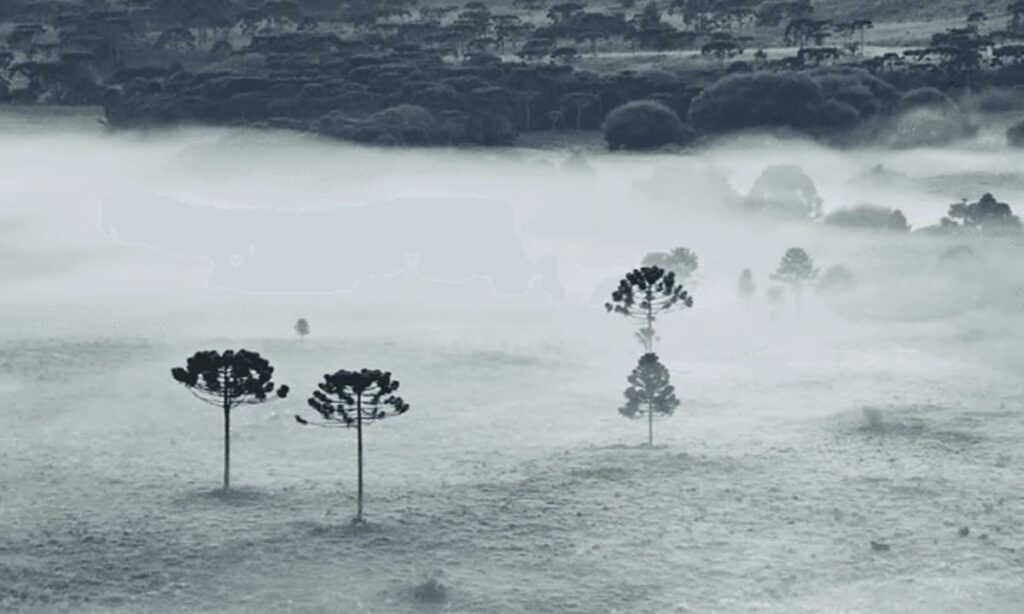 Primeira geada do ano é registrada em Santa Catarina 2 Primeira geada do ano foi registrada no Vale do Caminho da Neve, em São Joaquim, foi de 2.5° C
