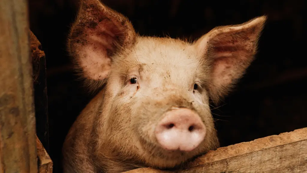 Exportações de carne suína de SC batem recorde e superam R$ 4,9 bilhões 2 Santa Catarina alcança recorde na exportação de carne suína com mais de R$ 4,9 bilhões em receita no primeiro semestre de 2025, impulsionada pela demanda asiática.