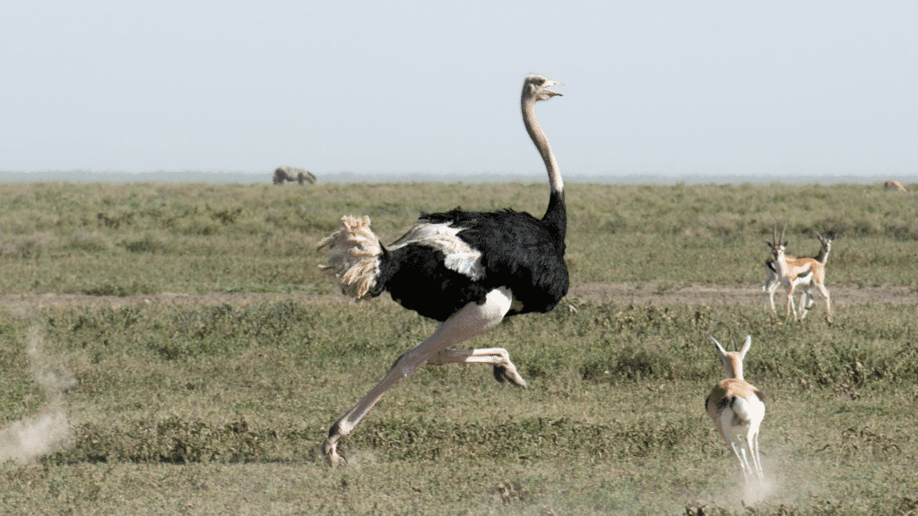 Por que os avestruzes enterram a cabeça na terra 3 avestruzes