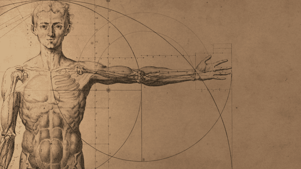 Descubra 7 órgãos do corpo humano que não precisamos mais 2 órgãos