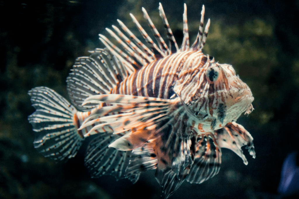 Peixe venenoso invade litoral brasileiro causando preocupação de pesquisadores 2 deded