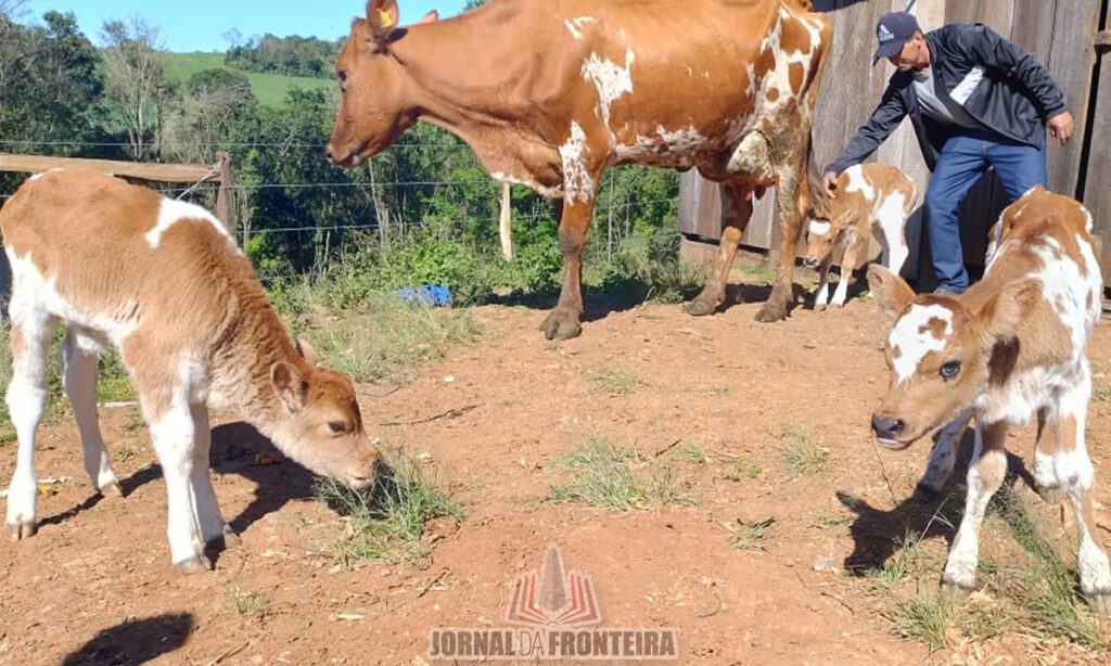 Nascimento de bezerras trigêmeas surpreende agricultores bonjesuenses 2 As bezerras trigêmeas nasceram no dia 20 de agosto. Casos como o registrado na Linha Coqueiro é de 1% de todos os casos de gestações bovinas