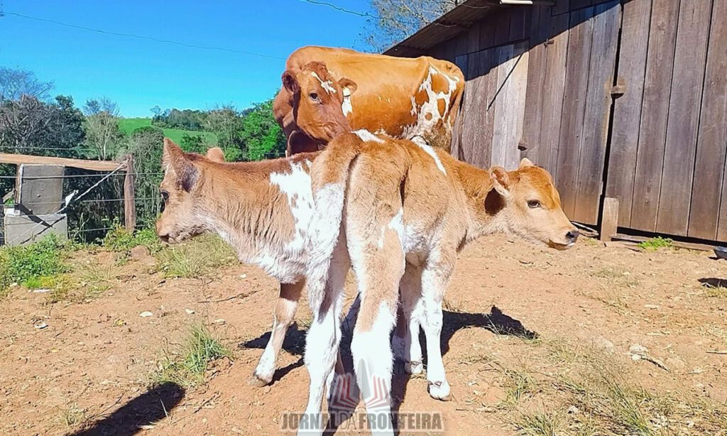 Nascimento de bezerras trigêmeas surpreende agricultores bonjesuenses 3 As bezerras trigêmeas nasceram no dia 20 de agosto. Casos como o registrado na Linha Coqueiro é de 1% de todos os casos de gestações bovinas