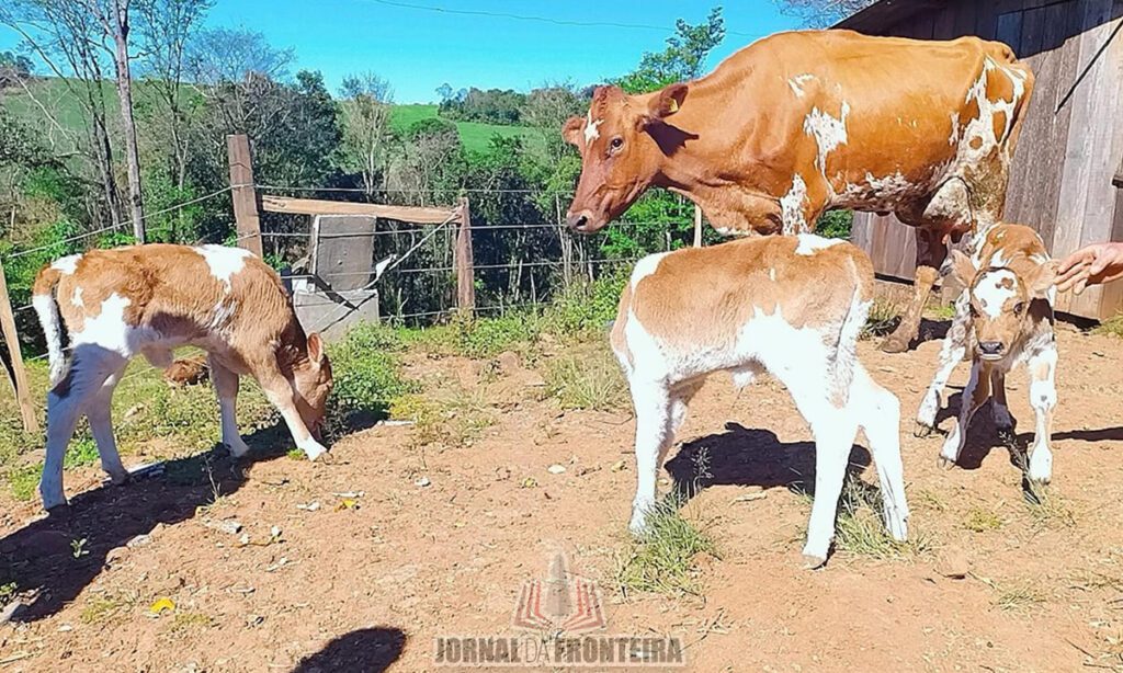 Nascimento de bezerras trigêmeas surpreende agricultores bonjesuenses 4 As bezerras trigêmeas nasceram no dia 20 de agosto. Casos como o registrado na Linha Coqueiro é de 1% de todos os casos de gestações bovinas