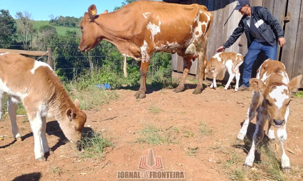 Nascimento de bezerras trigêmeas surpreende agricultores bonjesuenses 5 As bezerras trigêmeas nasceram no dia 20 de agosto. Casos como o registrado na Linha Coqueiro é de 1% de todos os casos de gestações bovinas