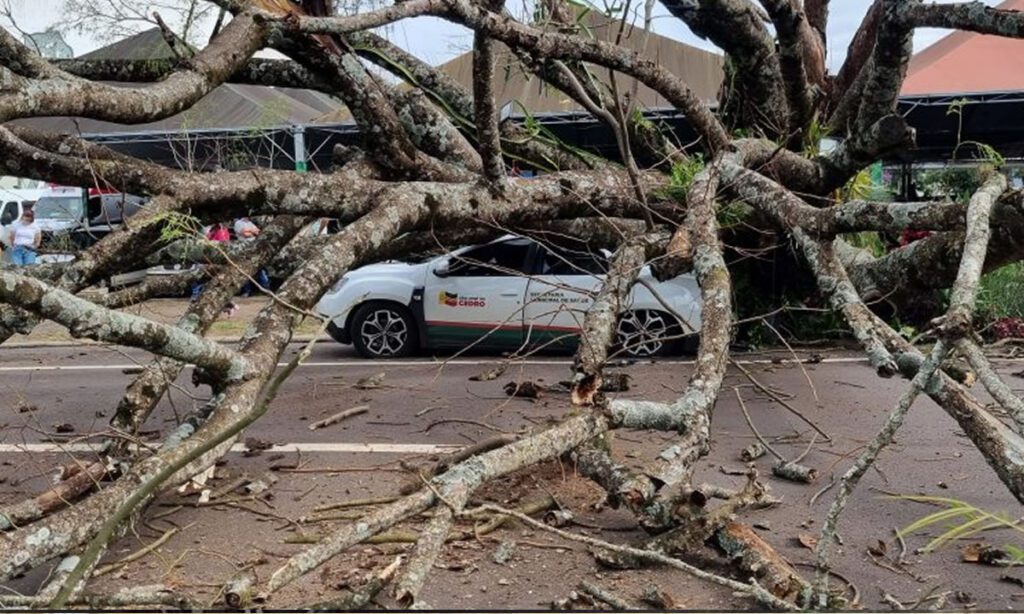 Motorista da saúde de Cedro sai ileso após carro ser atingido por árvore 2 Motorista estava dentro do carro no momento do incidente, mas não se feriu