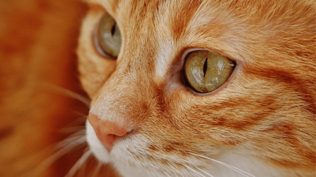Os Gatos com cores que desafiam a natureza 2 fotos nicolle 95