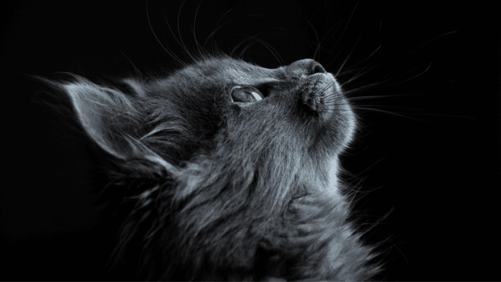 Os Gatos com cores que desafiam a natureza 3 gatos