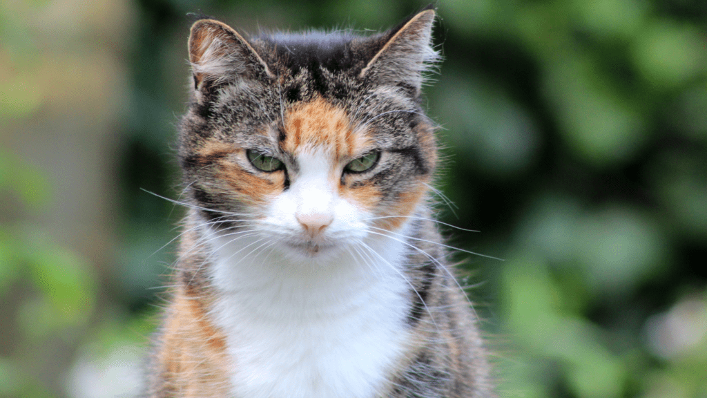 Os Gatos com cores que desafiam a natureza 4 fotos nicolle 97