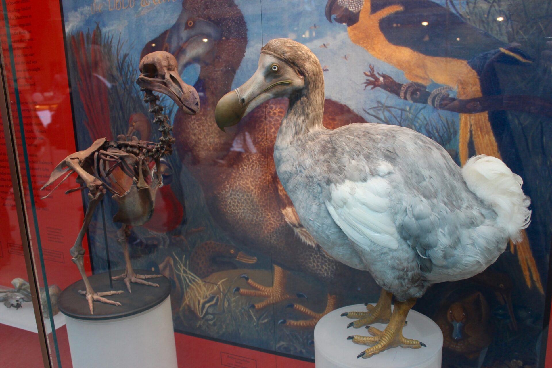 Oxford Museum of Natural History Dodo scaled