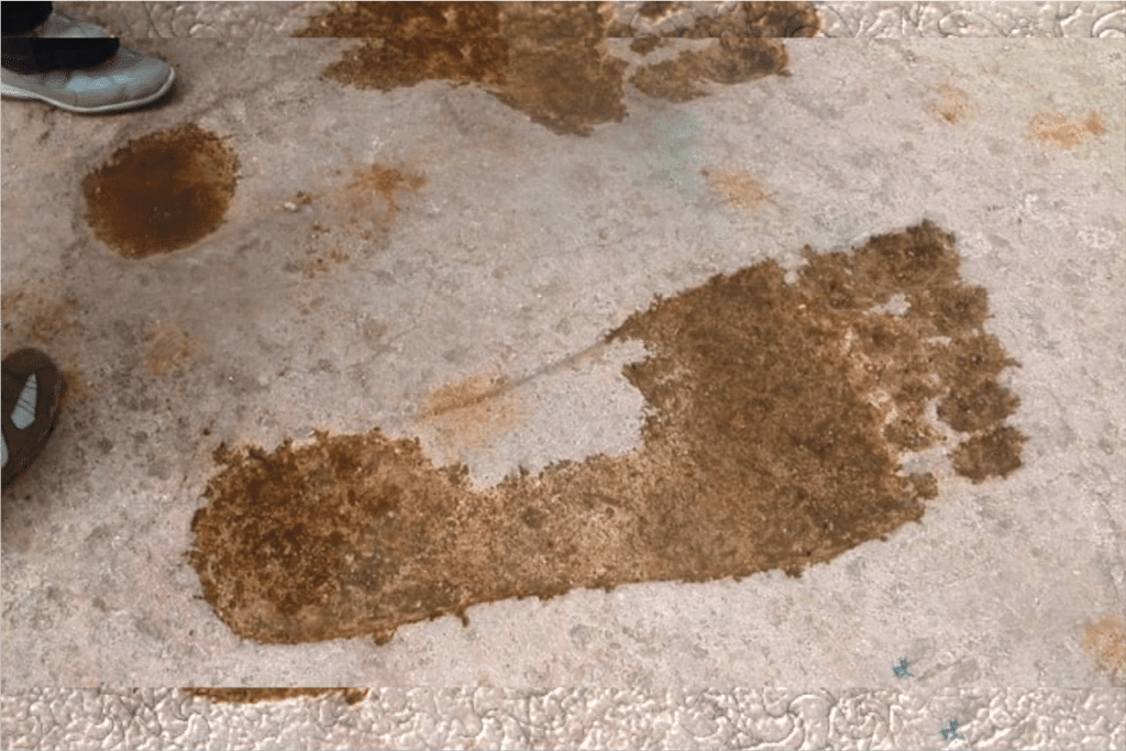 A impressionante descoberta de pegadas gigantes nunca antes vista no mundo 1 Pegadas gigantes