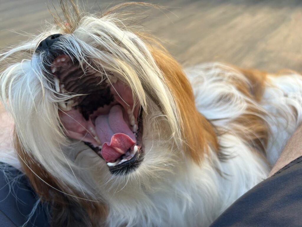 Os cuidados essenciais para um cãozinho Shih Tzu viver o máximo de tempo possível