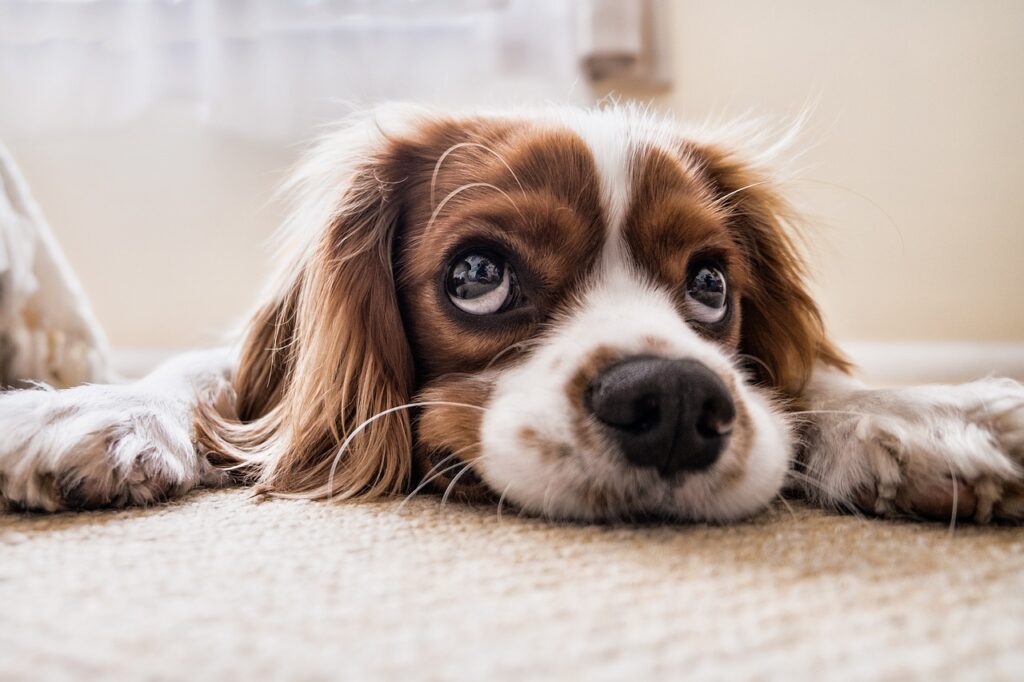 As 10 raças de cães mais adoráveis do mundo