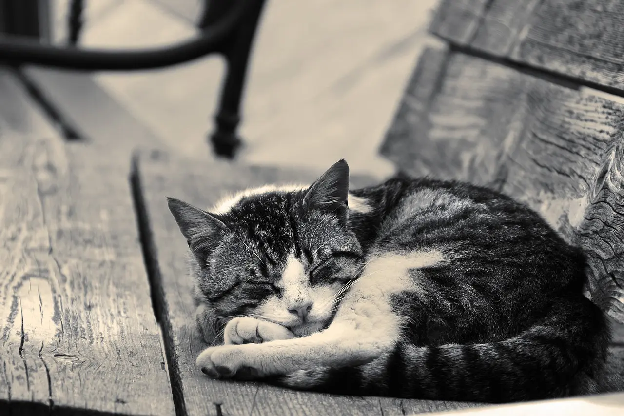 cat gbc33a041f 1280