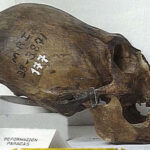cranio Paracas