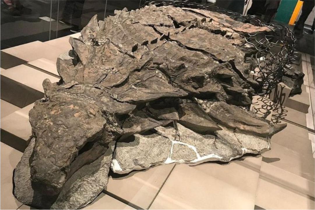 fossil dinossauro