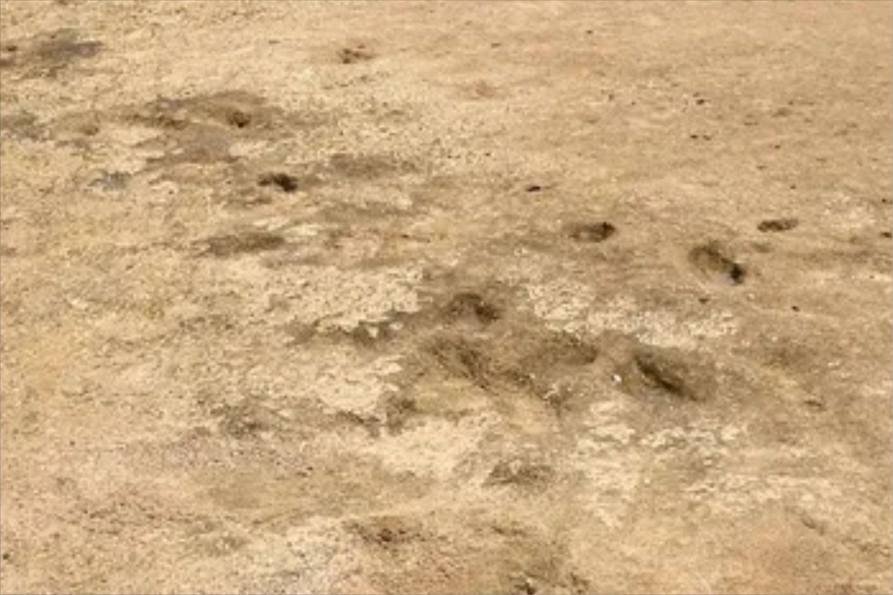 pegadas humanas 90 mil anos