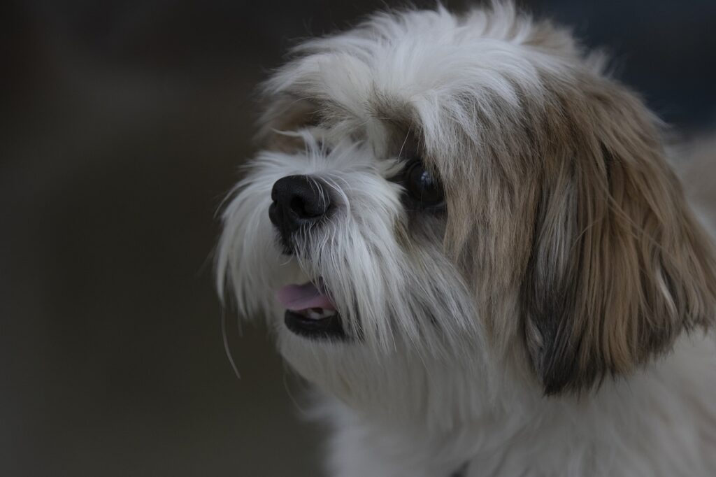 10 frases que os Shih-tzu diriam aos humanos se soubessem falar