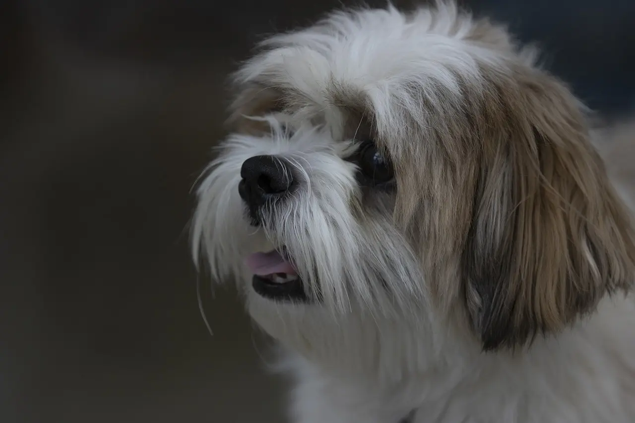 shih tzu ga6022001c 1280