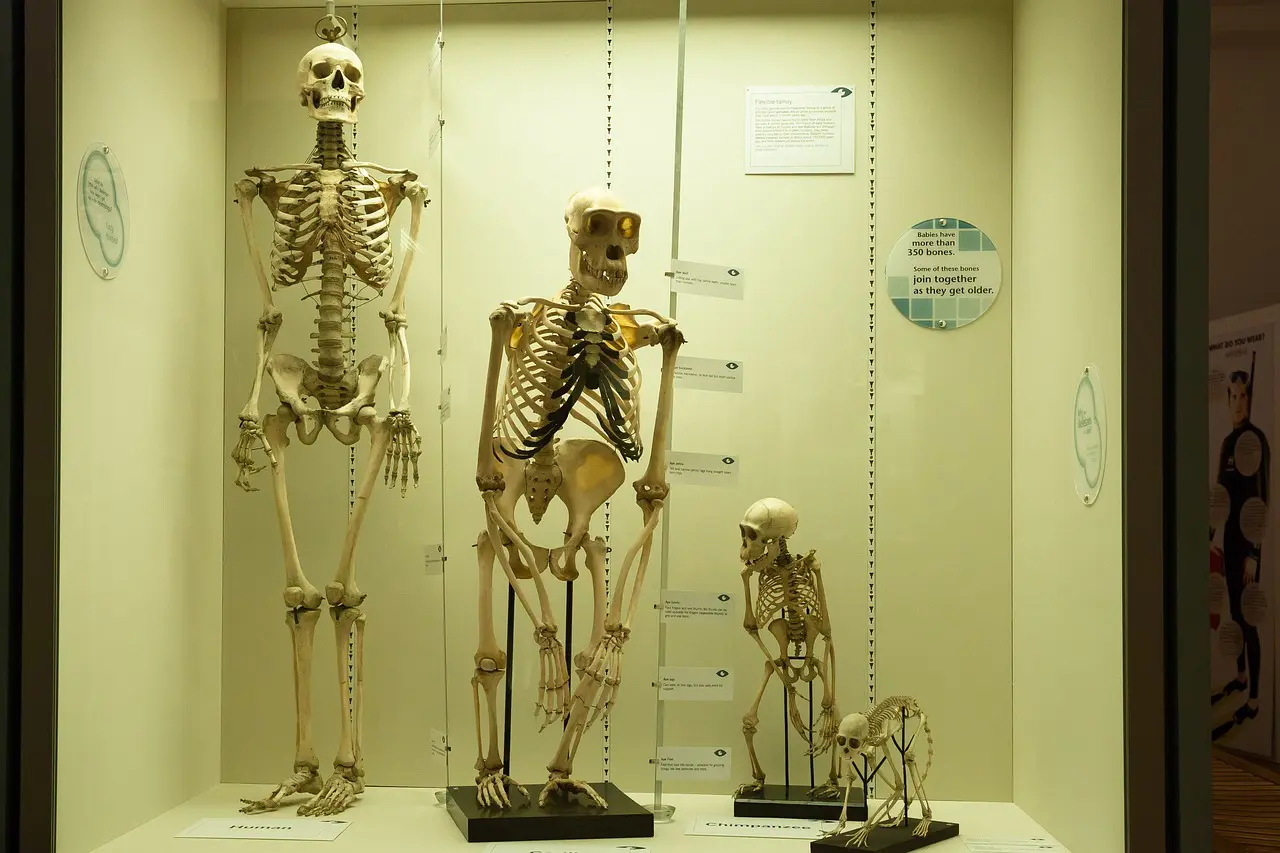 skeleton g8be004464 1280
