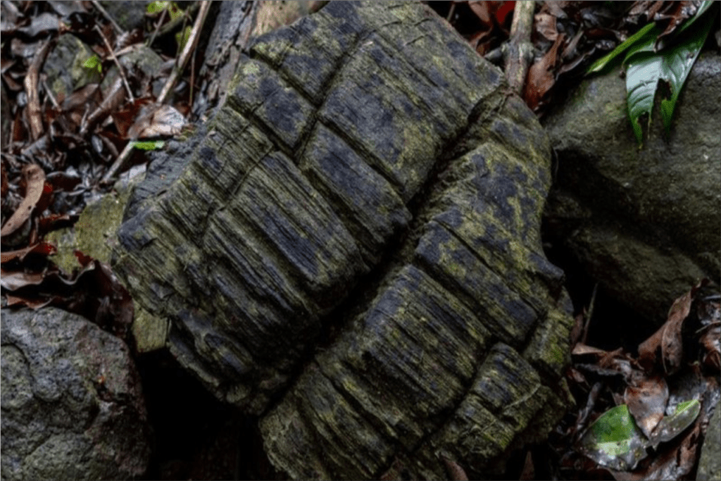 tronco de pedra