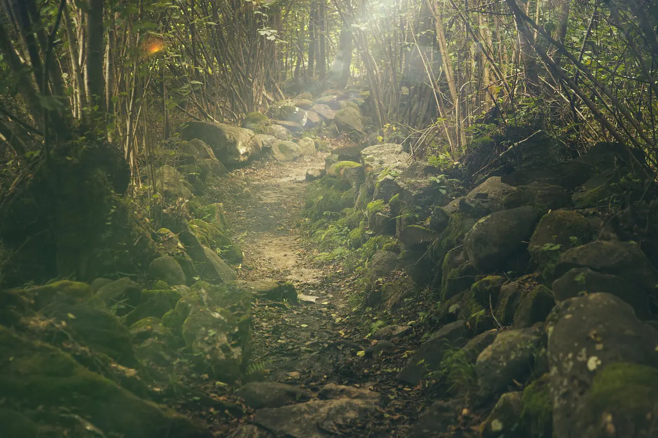 forest 438432 1280