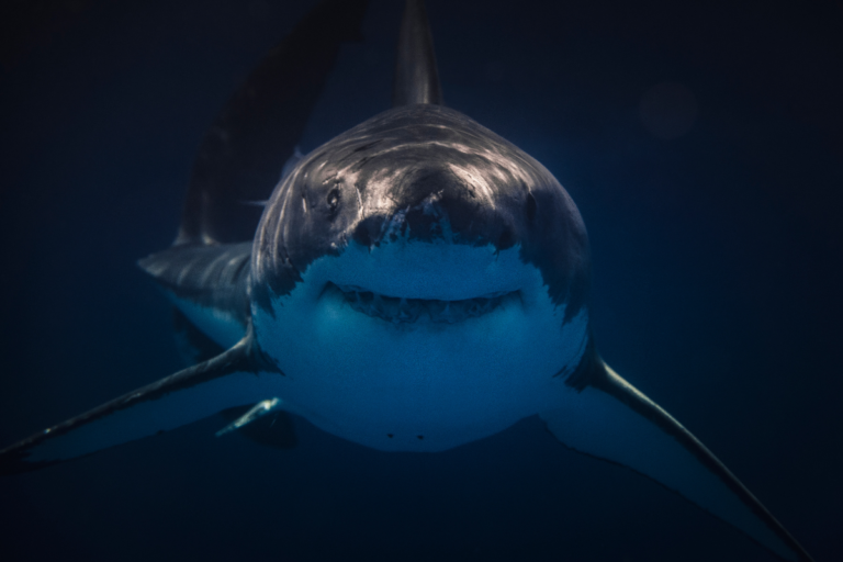 Tubarões pré-históricos descobertos no coração dos EUA