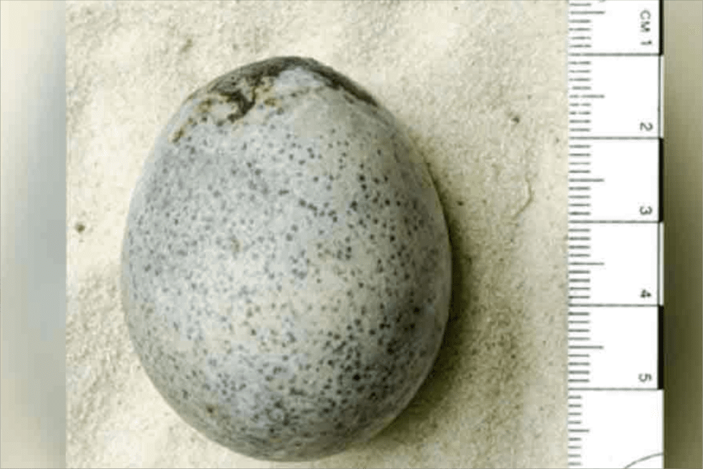 ovo 1700 anos
