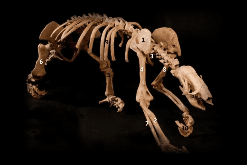 preguica gigante