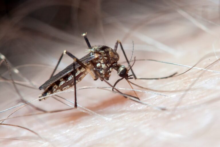Princesa confirma a primeira morte por dengue no município