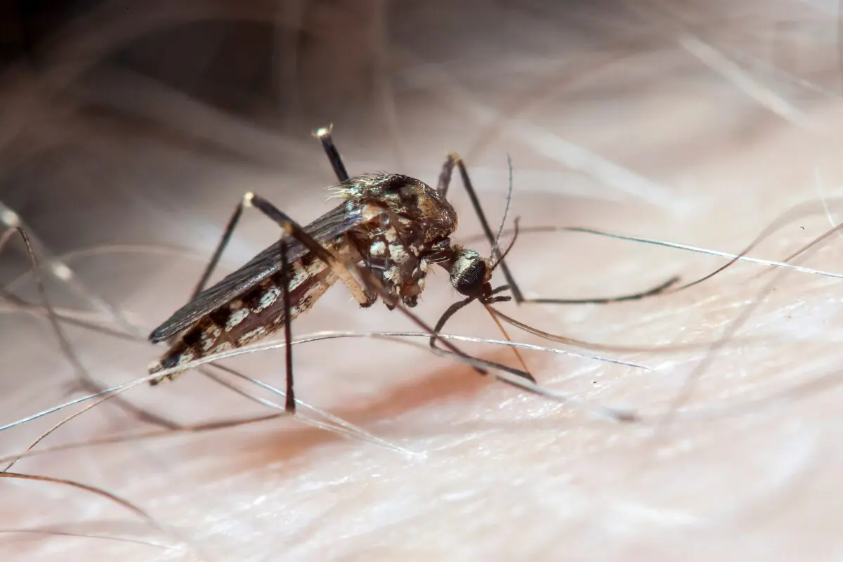 Dengue
