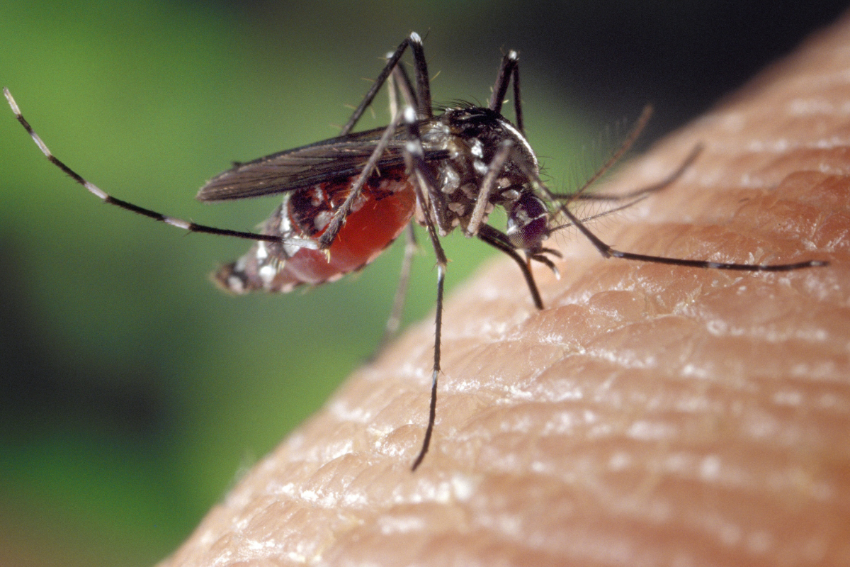 casos de dengue 2