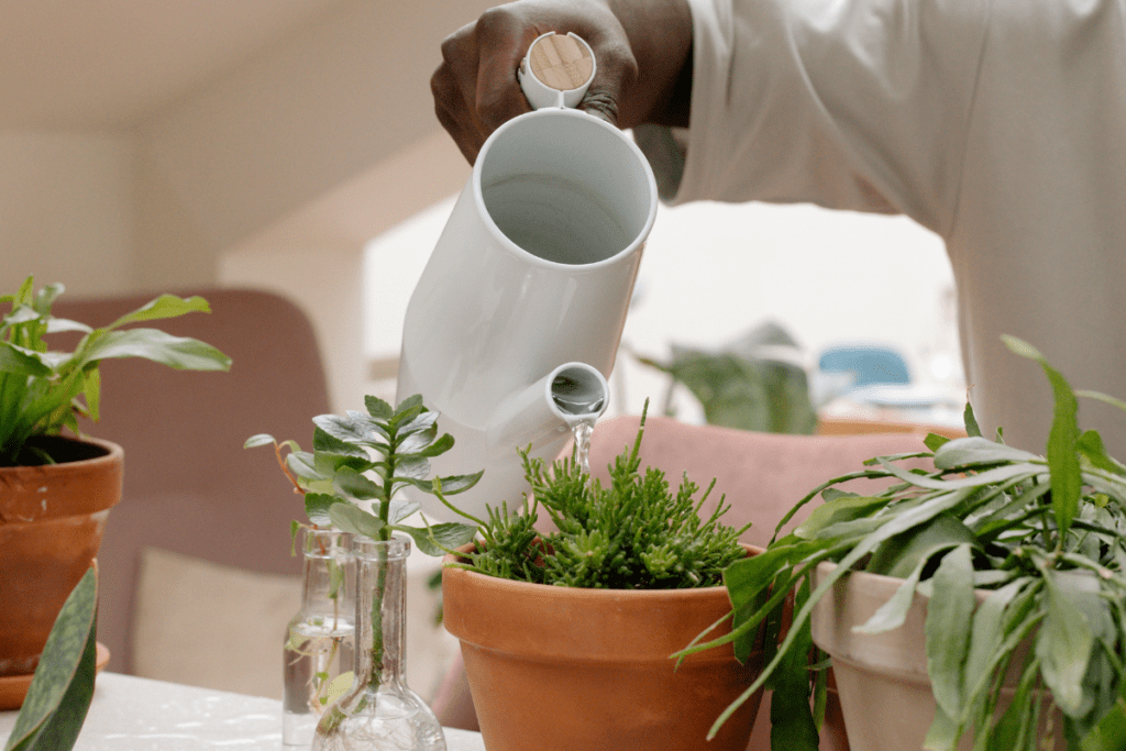 Plantas que transformam sua casa e melhoram sua saúde