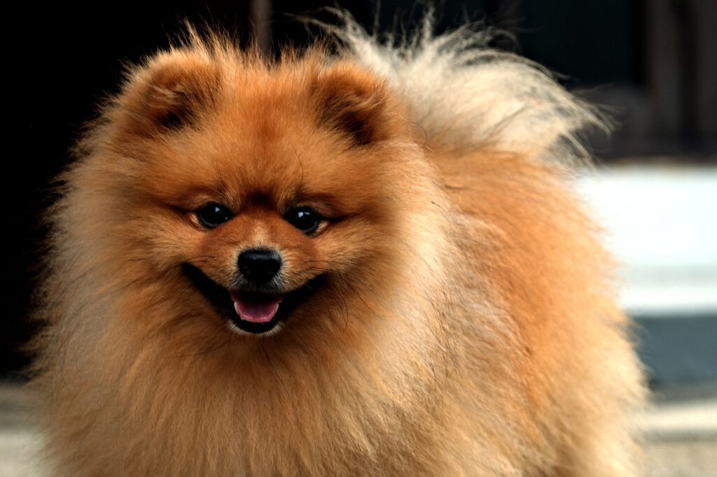 lulu da pomerania 4