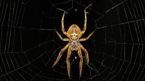 Como saber se uma picada de aranha é venenosa