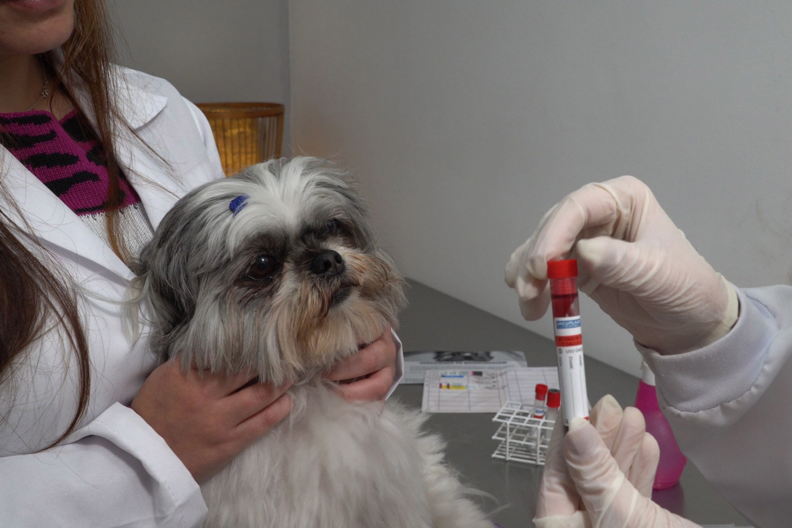 Cachorro tomando vacina