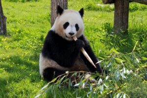 A conexão profunda entre os pandas e a China
