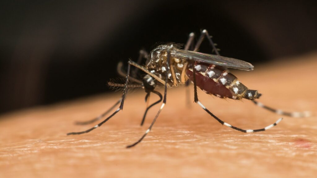 mosquito da dengue com bolinhas