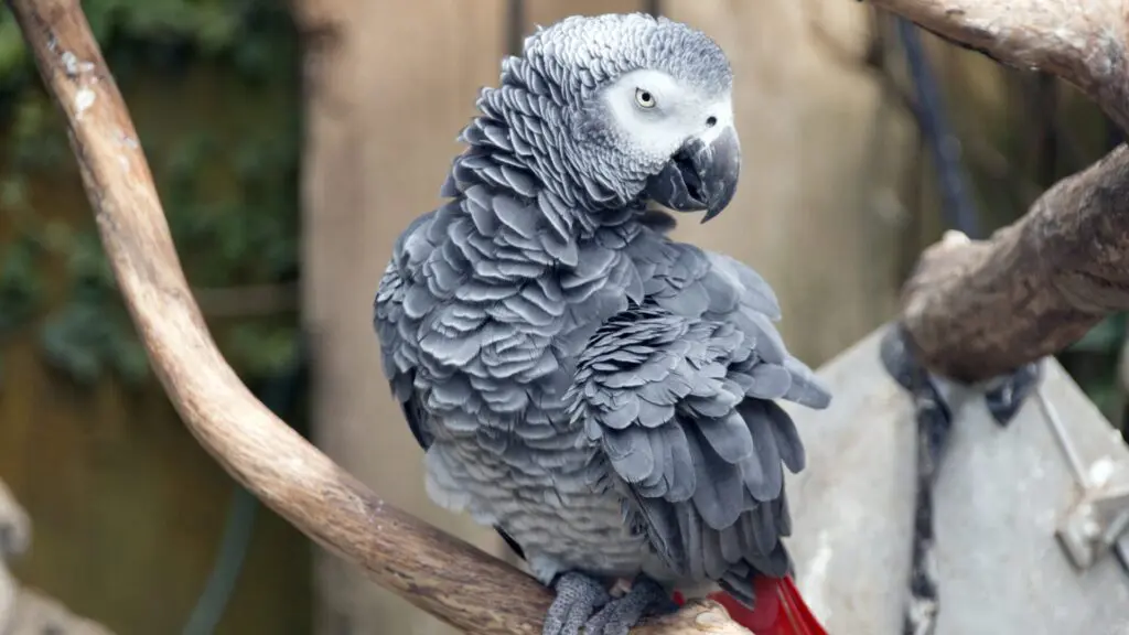 papagaio do congo
