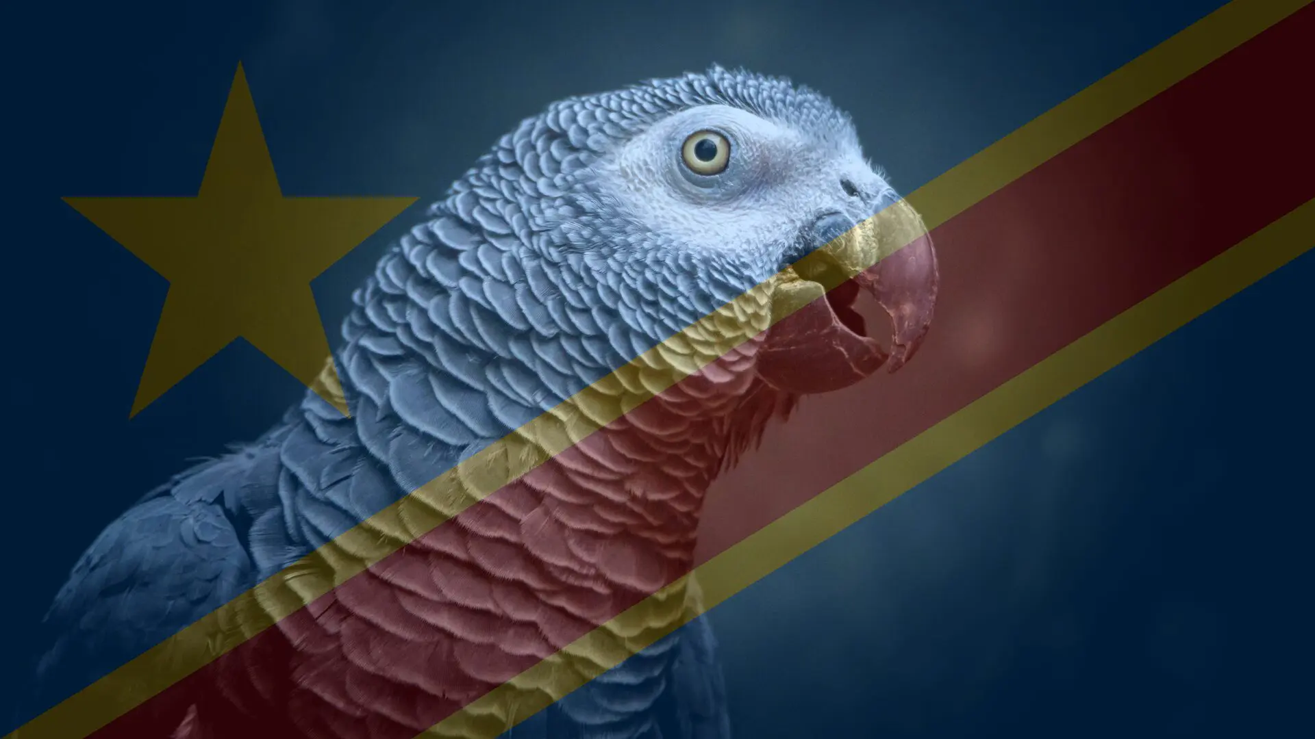 papagaio