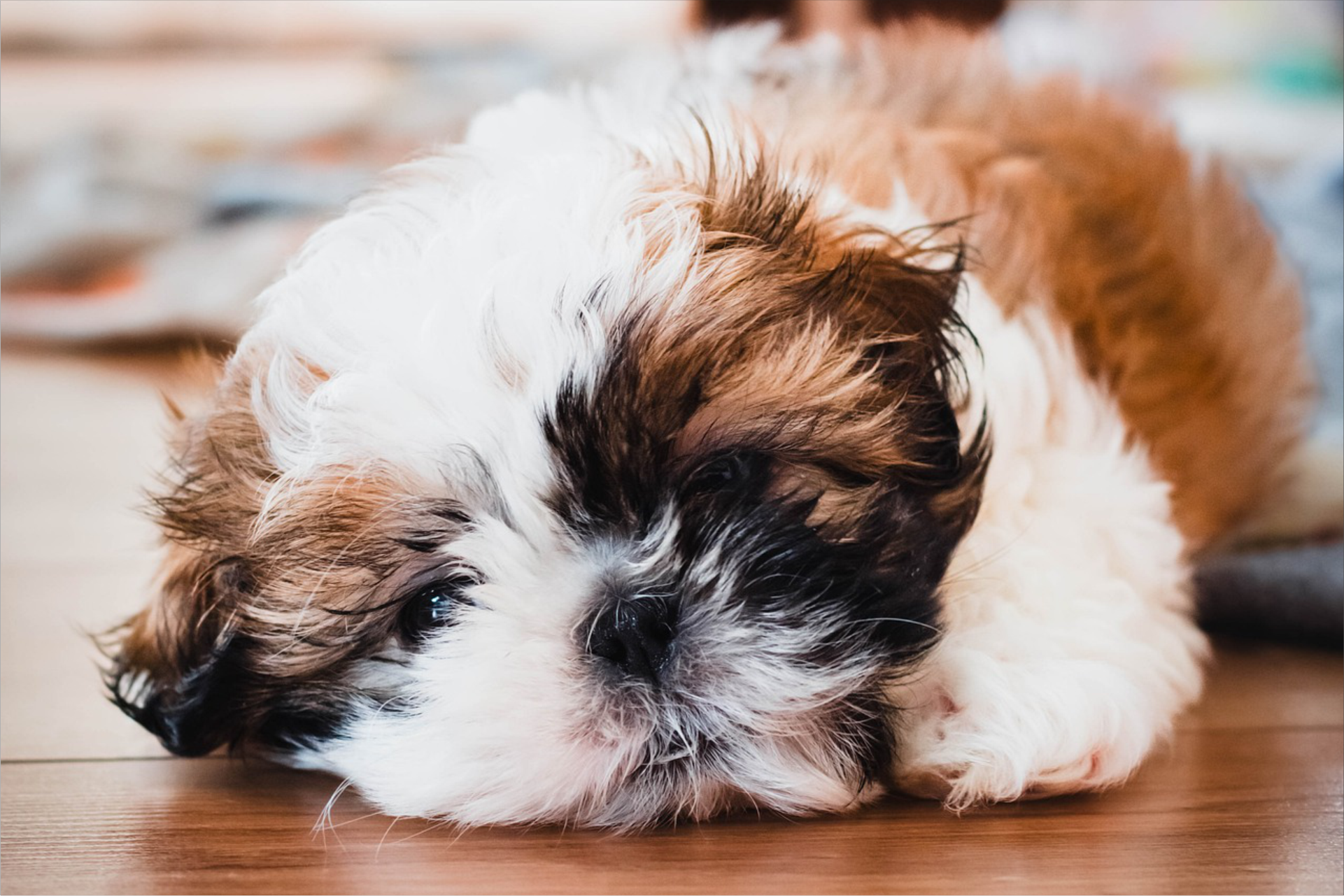 shih tzu