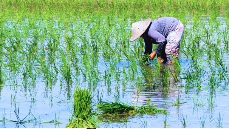 Governo vai subsidiar arroz importado para segurar preço e garantir acesso à alimentação