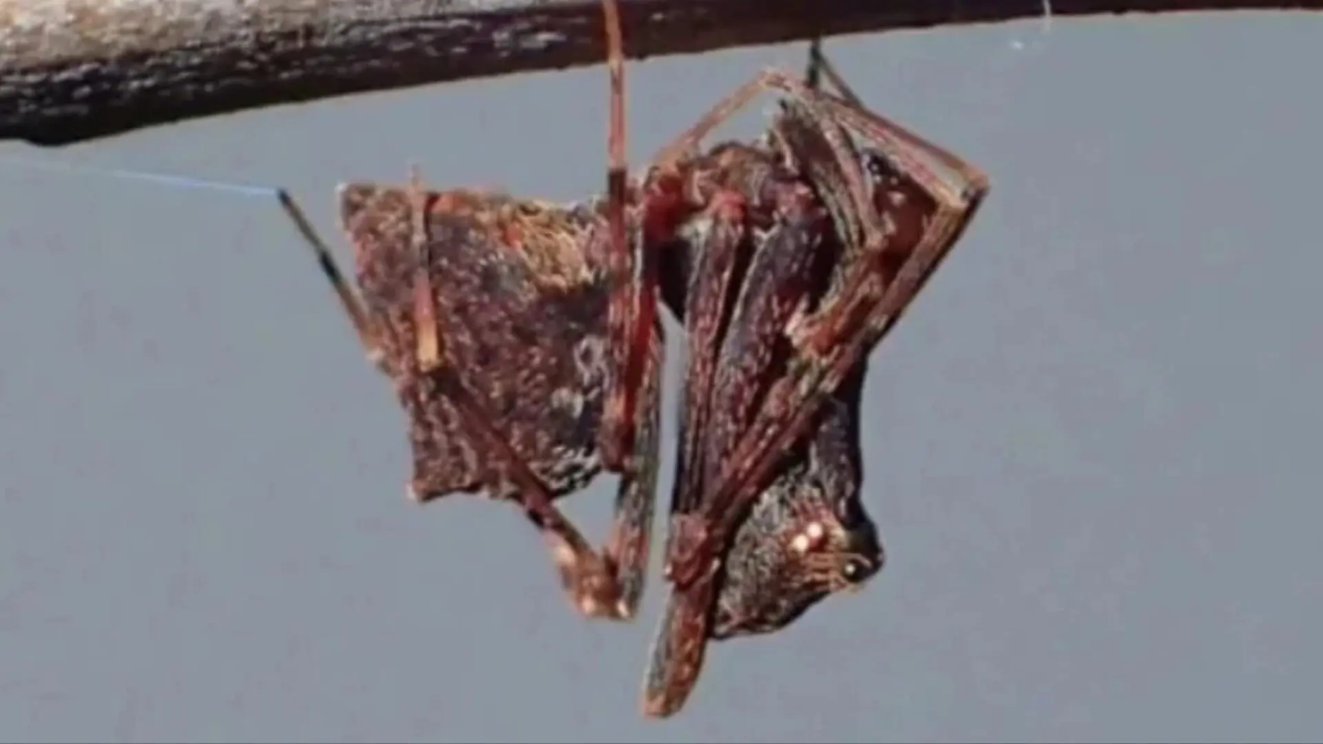 aranha assassina