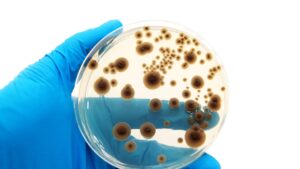 Microrganismos em EEI apresenta desafios para a saúde humana
