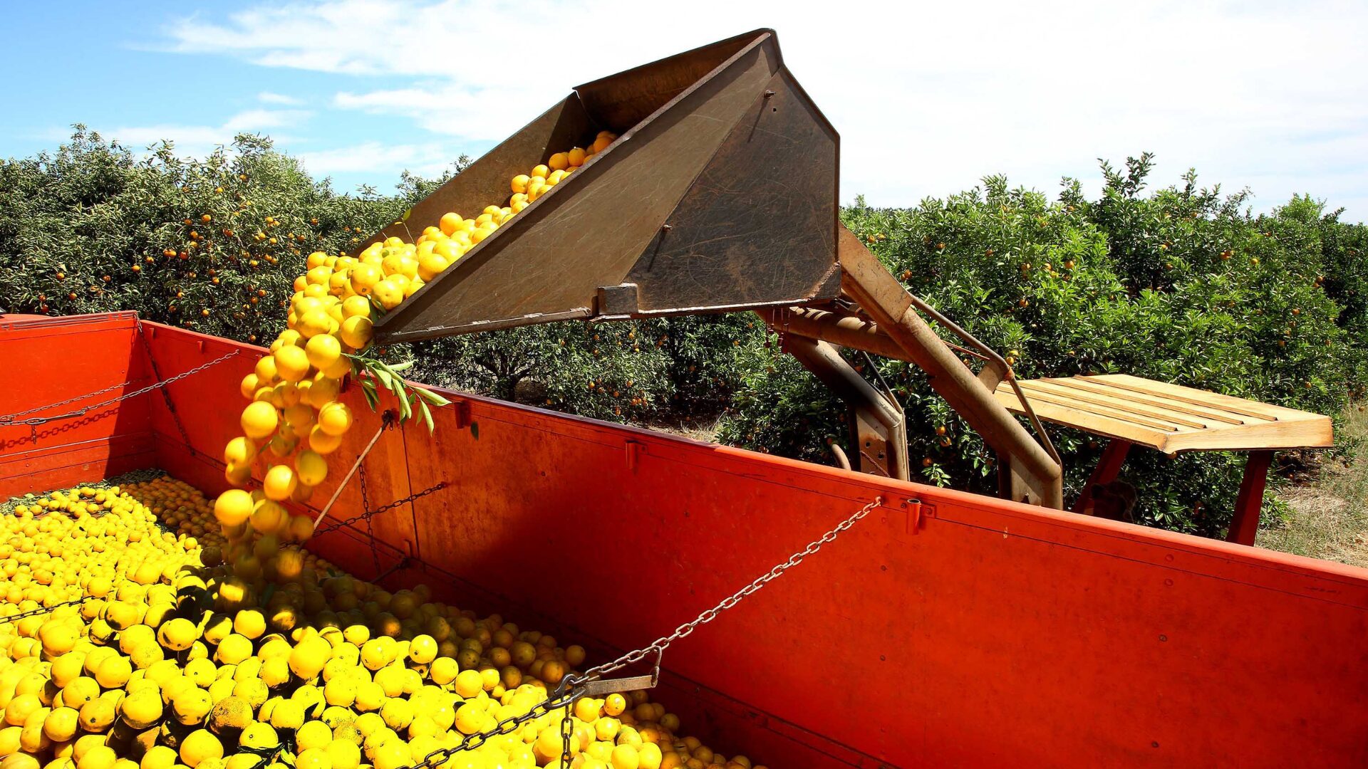 Valor da Produção Agropecuária do Paraná cresce 11% em 2023 e atinge R$ 197,8 bilhões