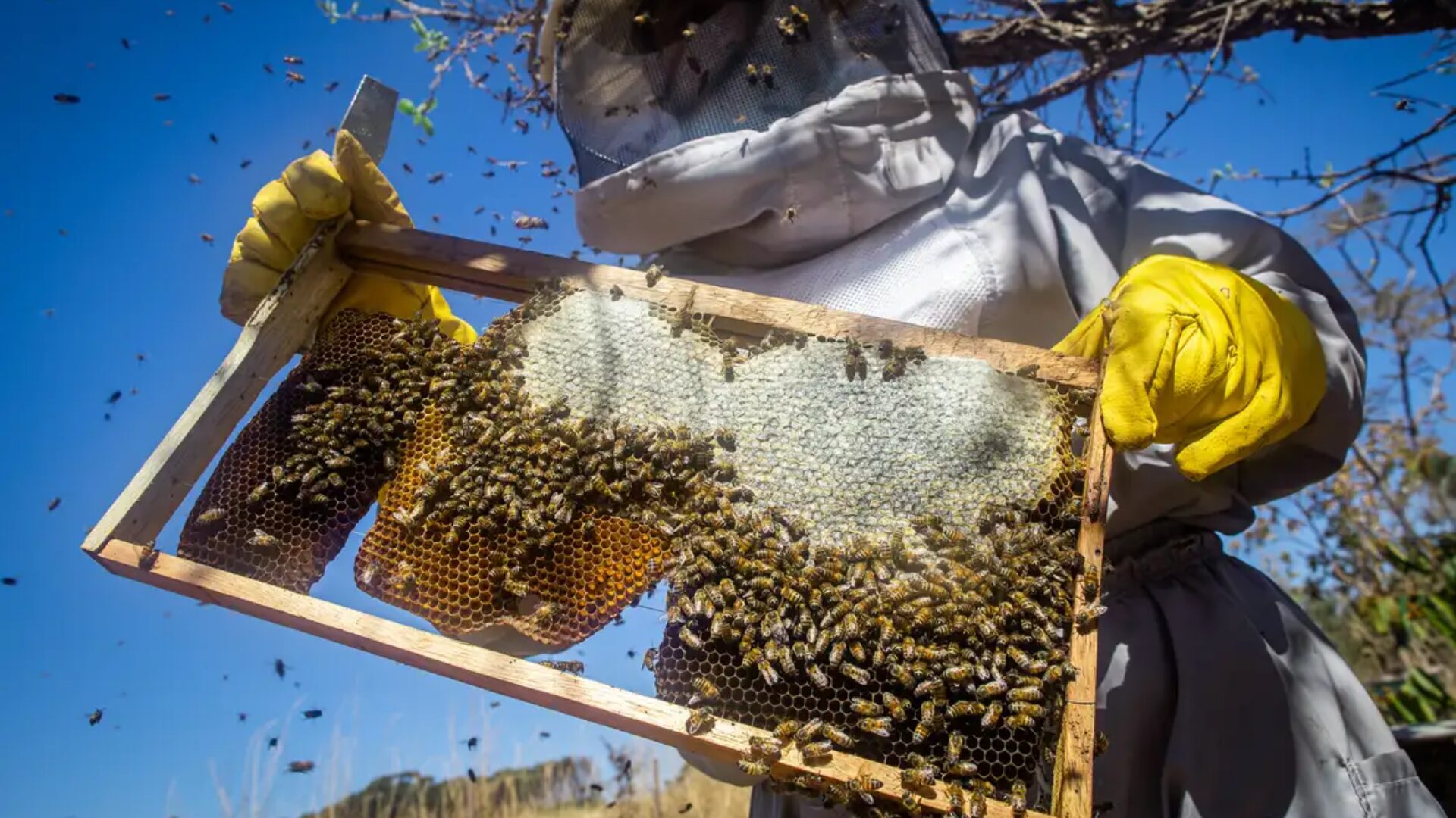 Rio Grande do Sul contabiliza perda de 17 mil colmeias desde enchentes