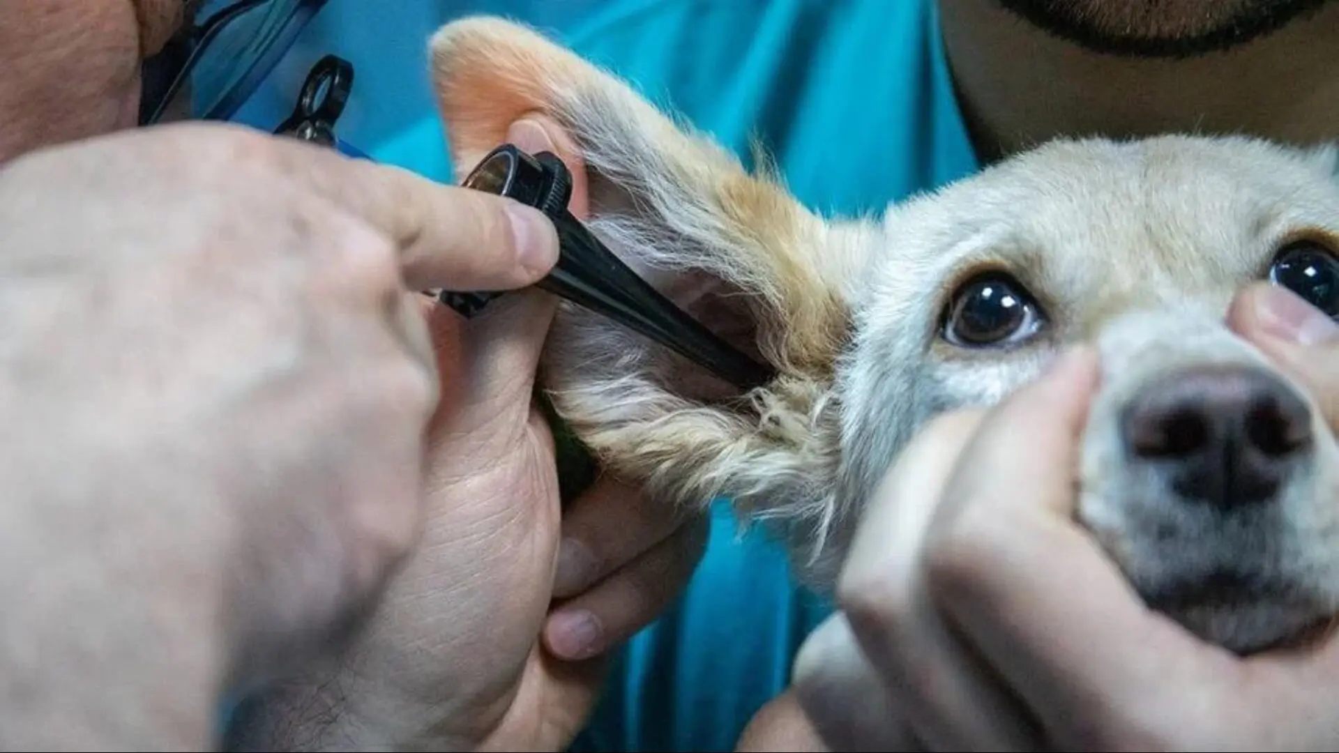 otite em cães