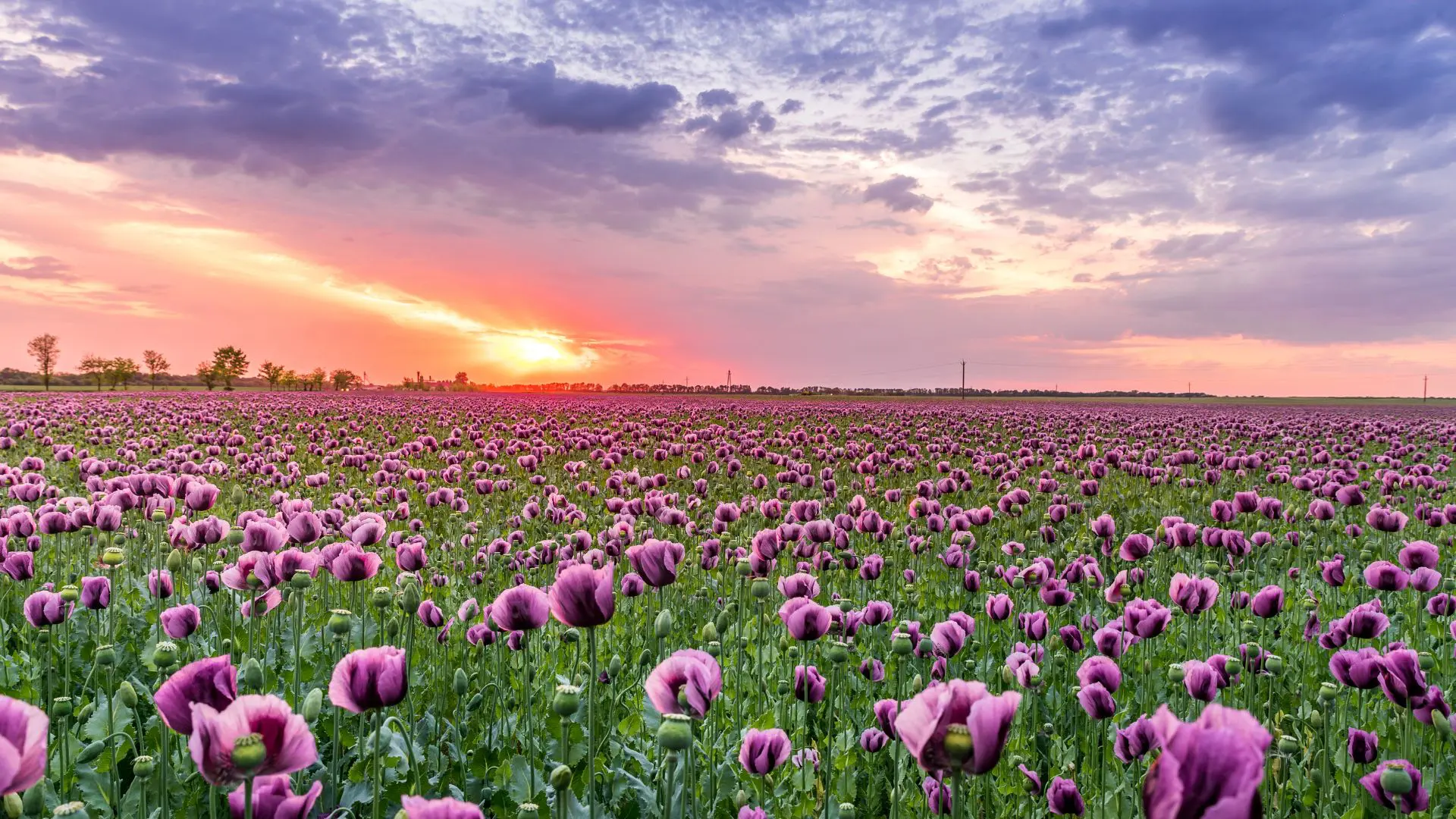 flores
