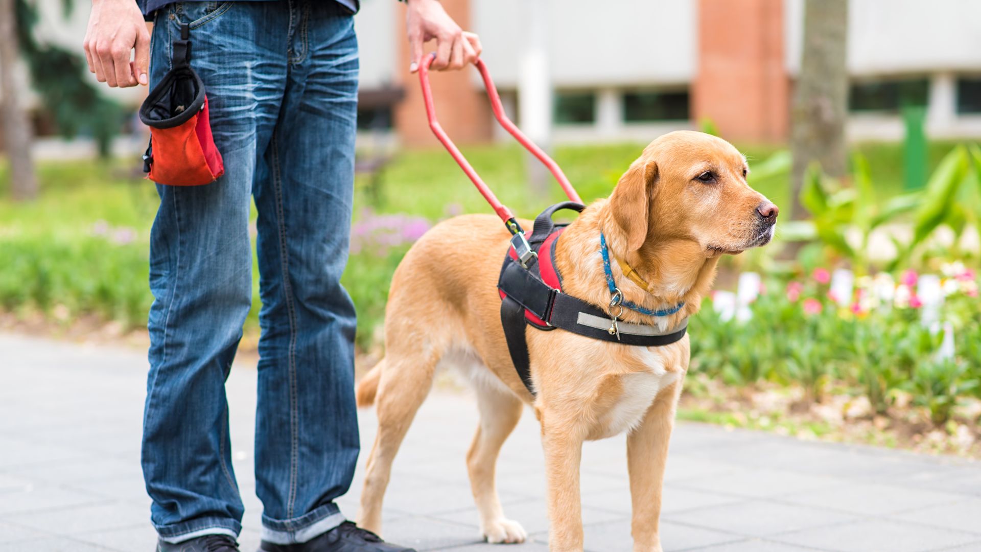 Cães-guia robôs para pessoas com deficiência visual