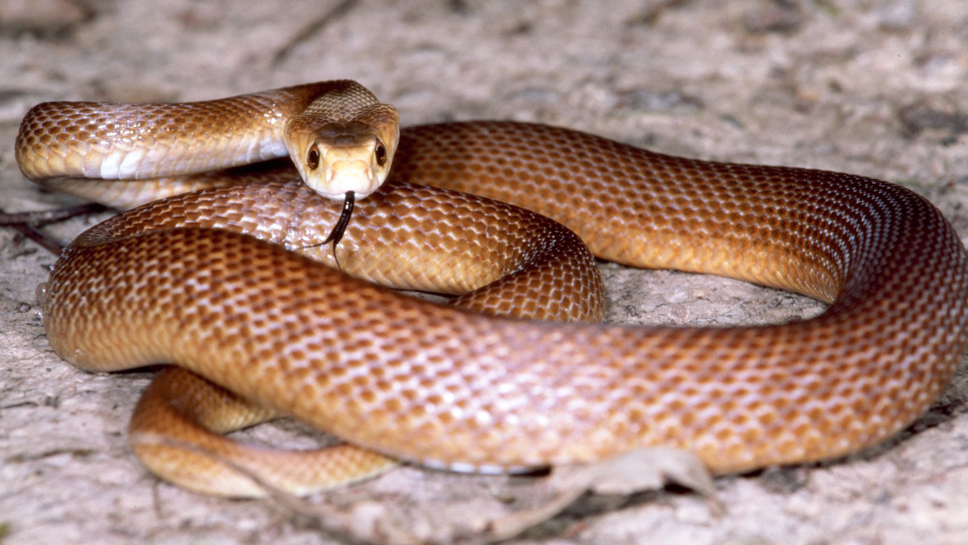 Cobra capaz de matar 400 pessoas de uma só vez